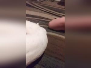baise sauvage chien, pulsions brutes