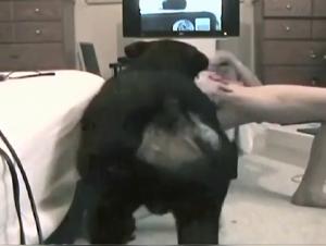 Christy's Zoosexual Adventure: Pushing the Limits on Zooskool