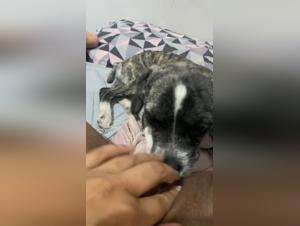 Understanding UK Beastiality Laws