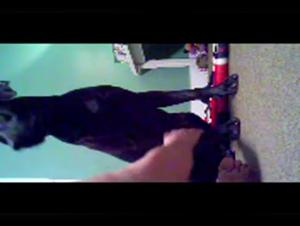 Young and curious, but shy - Bestiality sex video