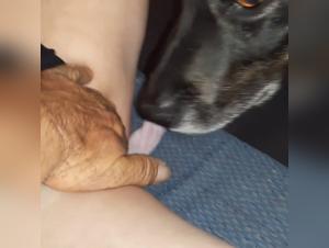 Dog Sex Video - AMZMVSTAR 06