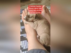 A New Experience: Zoophilia with a Puppy