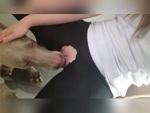 The dog's punches: the story of a woman at mercy