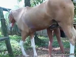 Frau von Pferd gefickt