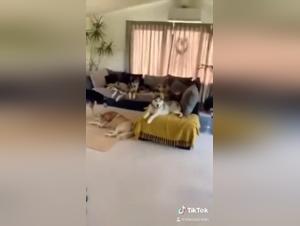 Zoophilia: An Intimate Experience with a Four-Legged Friend