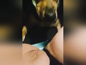 wild animal fucking frenzy