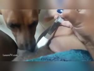 Forbidden Frontiers: Animal Sex and Orgasm