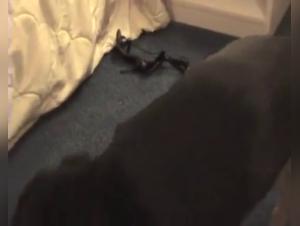 Mature Woman and Dog - Bestiality Video