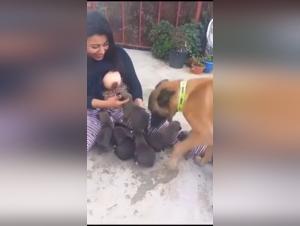 love between human and dog