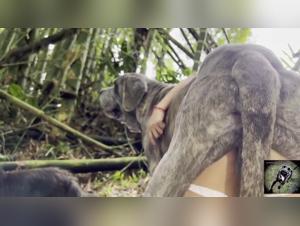 Tierliebe auf Beast Tube: Hunde und Pute ficken hard