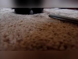 Woman offering blowjob to dog in homemade video