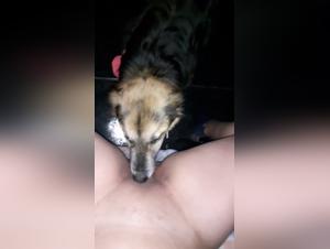 Passionate encounter between a woman and her dog