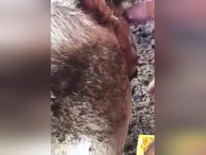 Zoophilia video with a cow and two young men