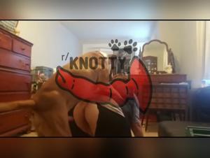 Cartoon Animal Sex: Amateur Zoophile Gets His Pussy Licked by Dog at Hamster - XXX Video