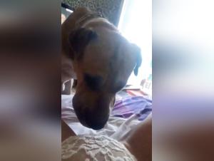 Mature woman and dog: a beastly encounter on video