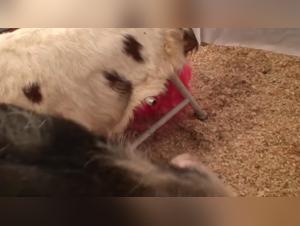 Women and animals: a bestial compilation