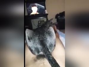 Sexy Dog Bestiary: A Slutty Woman's Dog-Whore Hookup