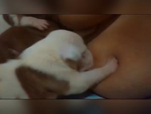 lactance canine: scènes féministes et puissantes