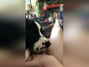 Bestiality sex video: Dog licks the pussy of a woman in ecstasy