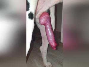 Friendly Dog And His Big Throbbing Penis