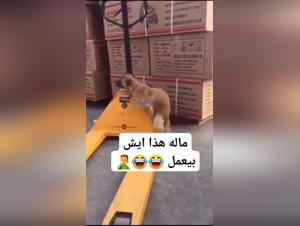 exploring the dog fucker phenomenon