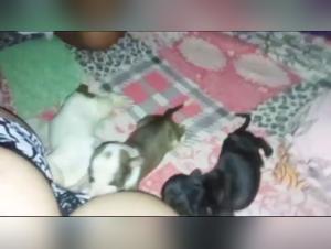 Taboo Boundaries: Canine and Human