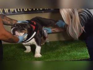 Hund sammelt Sperma später