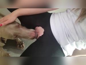 Bestialité : une femme et son chien dans une vidéo choc