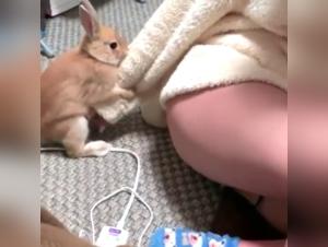 A bestial experience with a naughty canine