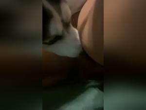 A beastly encounter with a husky