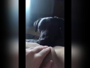 beastiality amateur: black girl licks dog hardcore