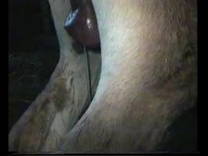 Zoophilia and Bestiality - Horses