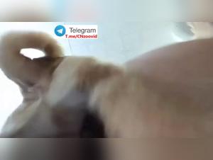 Chinese Dog Sex Collection - Vol 1