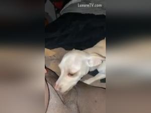 Chihuahua Zoophilia Video - Part 1
