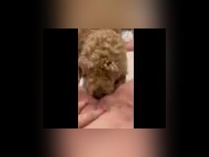 Mommy's Unexpected Relationship with Her Dog