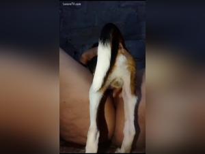 animal desire: girl entwined with dog