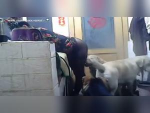 Salope baise chien intense
