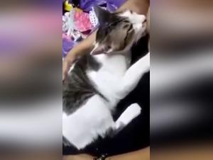 Caring for a wild cat in intense bestiality video