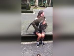 Bestiality video: monkey and human