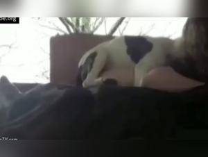 Dive into the Obscure World of Animal Porn