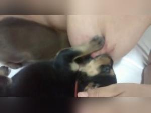 Nursing Puppy - A unique beastly experience