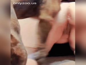 boundaries blurred: woman & k9