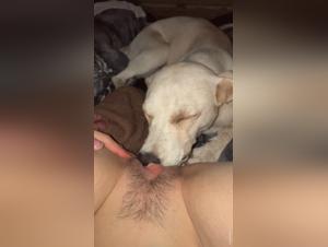 Decoding Forbidden Desire: A Look into Zoophilia