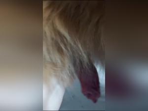 into the depths of ticzoo fantasies