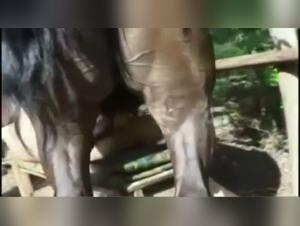 Milly and her first horse: an intense zoophilia video