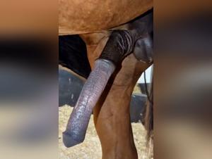 le cheval excité : jouissance brute avec brute