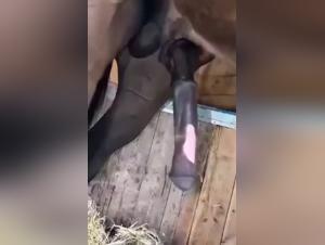 Dog Sex Video: Intense Horse Seduction in My Home