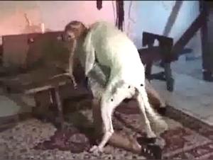 Brunette woman and her dog in a beastly video