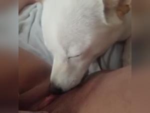 Bestiality sex videos featuring dogs