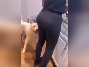  Chien fougueux ass